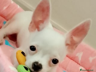 Chihuahua cani Cucciolo chihuahua - Annuncio 36