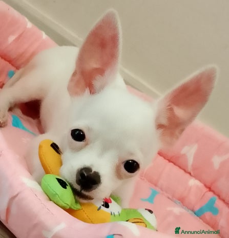 Chihuahua cani Cucciolo chihuahua - Annuncio 4