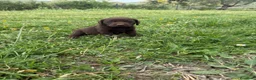 Labrador cani in vendita: Cuccioli Labrador Retriver  - Annuncio 7