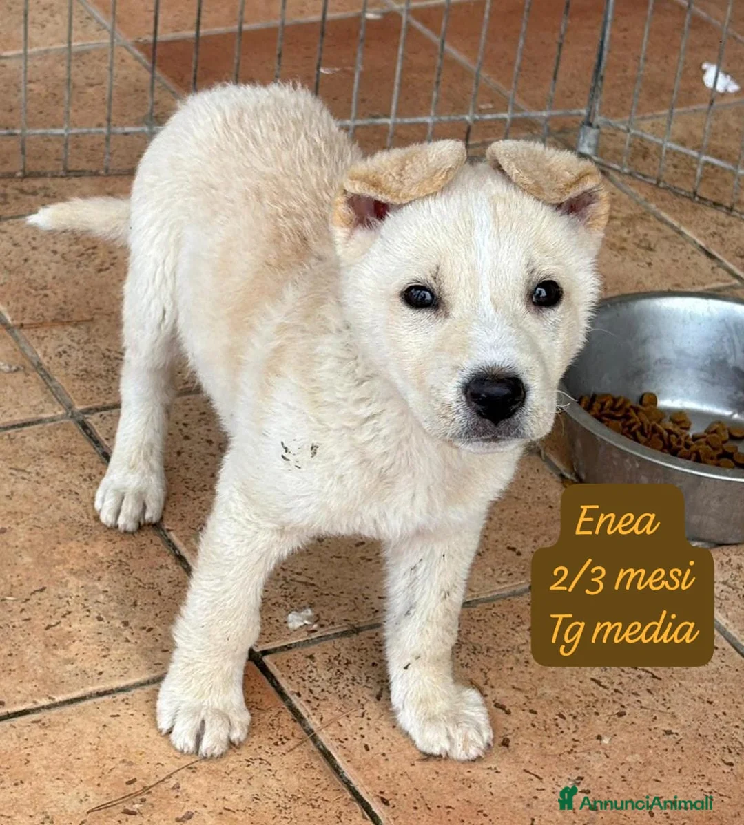 Meticcio cani in regalo: Cuccioli, non hanno chiesto di nascere  a Provincia di Brescia - Annuncio 12