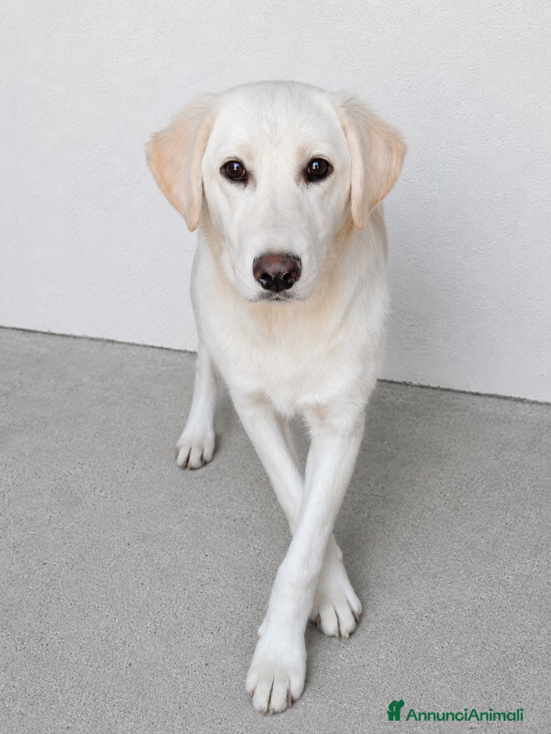 Meticcio cani CESARE - Annuncio 1