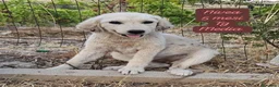 Meticcio cani in regalo: Cuccioli, non hanno chiesto di nascere  a Provincia di Brescia - Annuncio 7