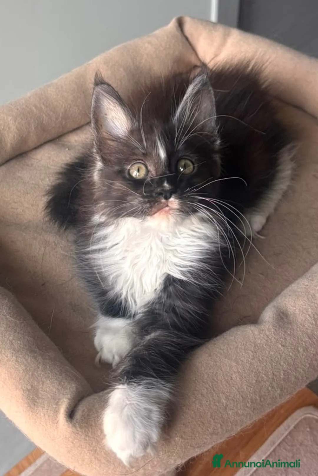 Maine Coon gatti in vendita: Maine coon con pedigree  - Annuncio 2