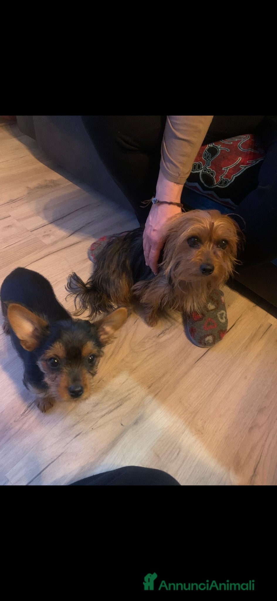 Yorkshire cani Yorkshire terrier cucciolo  - Annuncio 1