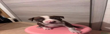 Pitbull 6