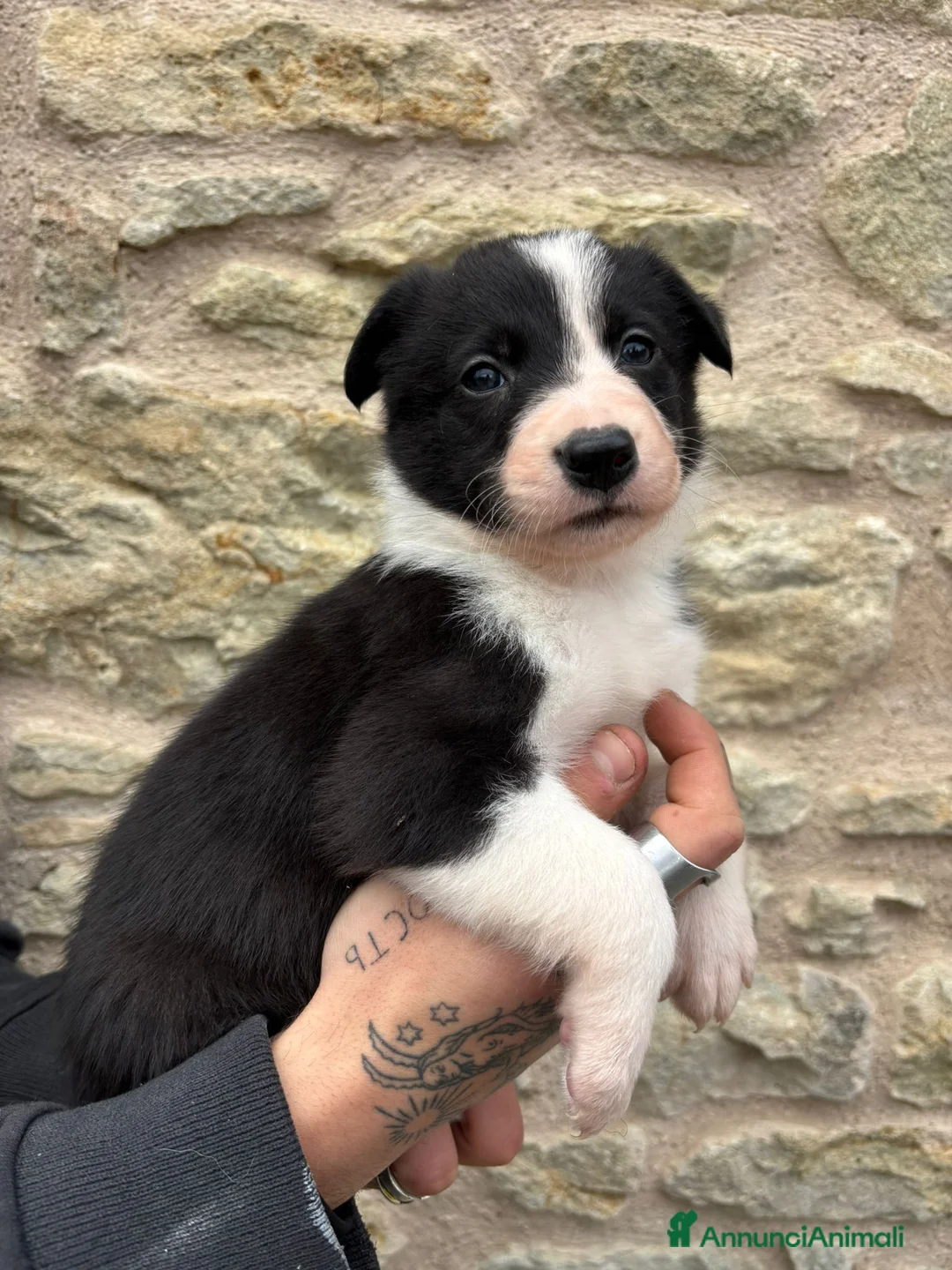 Border Collie cani in vendita: Border collie linea da lavoro  - Annuncio 2