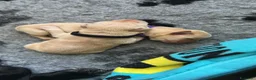 Labrador cani in vendita: Cuccioli di labrador a Provincia di Pescara - Annuncio 7