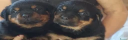 Rottweiler cani in vendita: ROTTWEILER  - Annuncio 2
