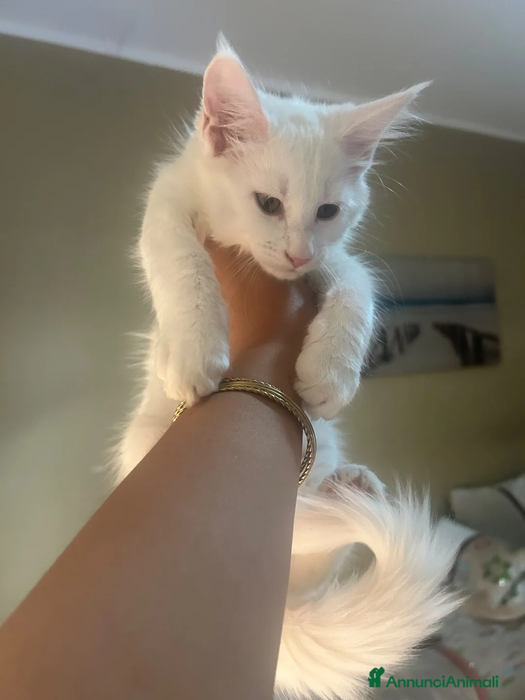 Maine Coon gatti in vendita: Cucciolo Maine coon - Annuncio 1