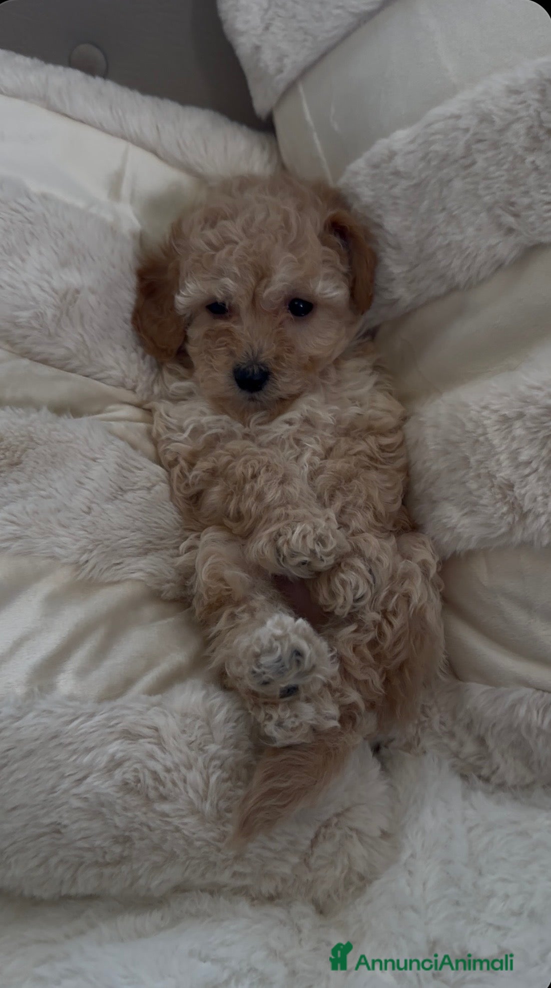 Barboncino cani Barboncino nano❤️ - Annuncio 2