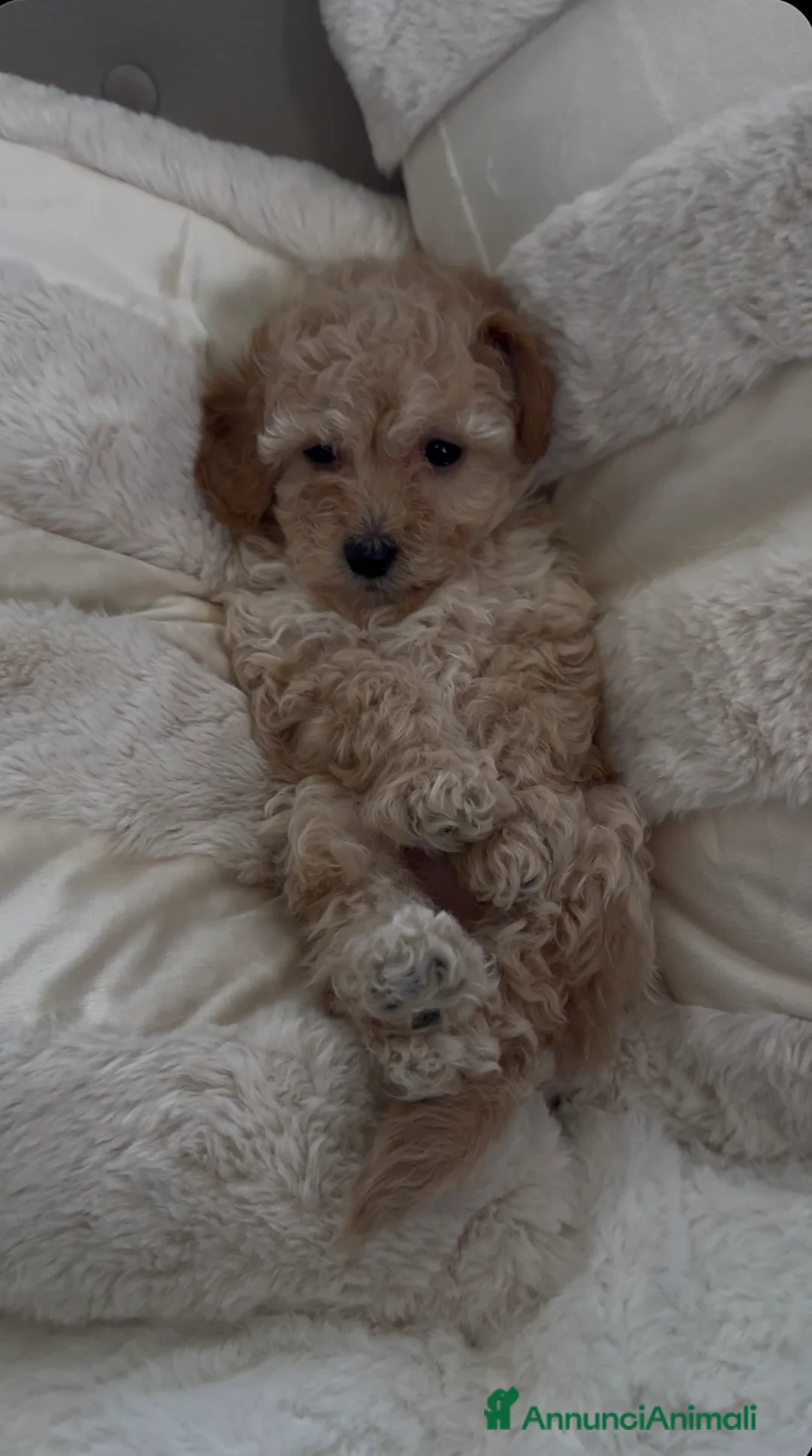 Barboncino cani in vendita: Barboncino nano❤️ - Annuncio 1