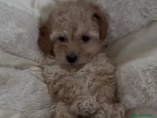 Barboncino cani Barboncino nano❤️ - Annuncio 2