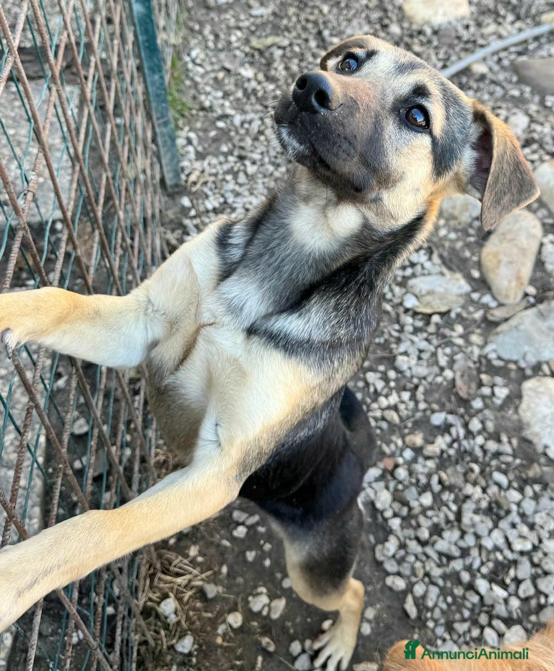 Meticcio cani in regalo: Gioia 6 mesi taglia piccola  - Annuncio 4