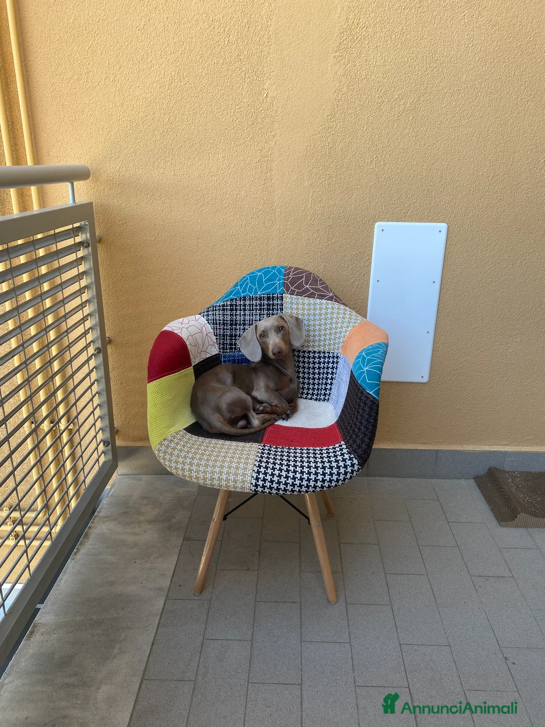 Bassotto cani per accoppiamento: Bassotto nano blue disponibile per monta.  - Annuncio 6