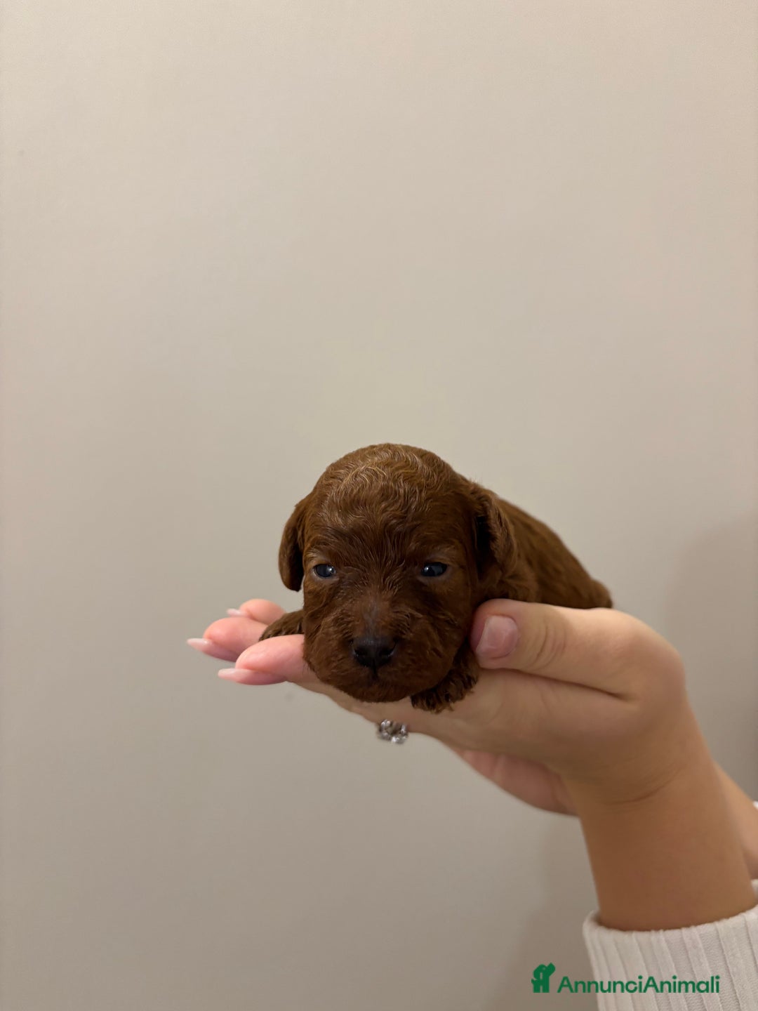 Barboncino Toy cani in vendita: Barboncini toy red  - Annuncio 5