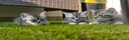 Scottish gatti in vendita: Scottish  - Annuncio 2