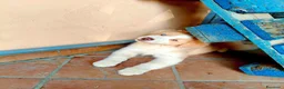 Australian Shepherd cani in vendita: cuccioli di pastore Australiano con pedigree ENCI - Annuncio 8
