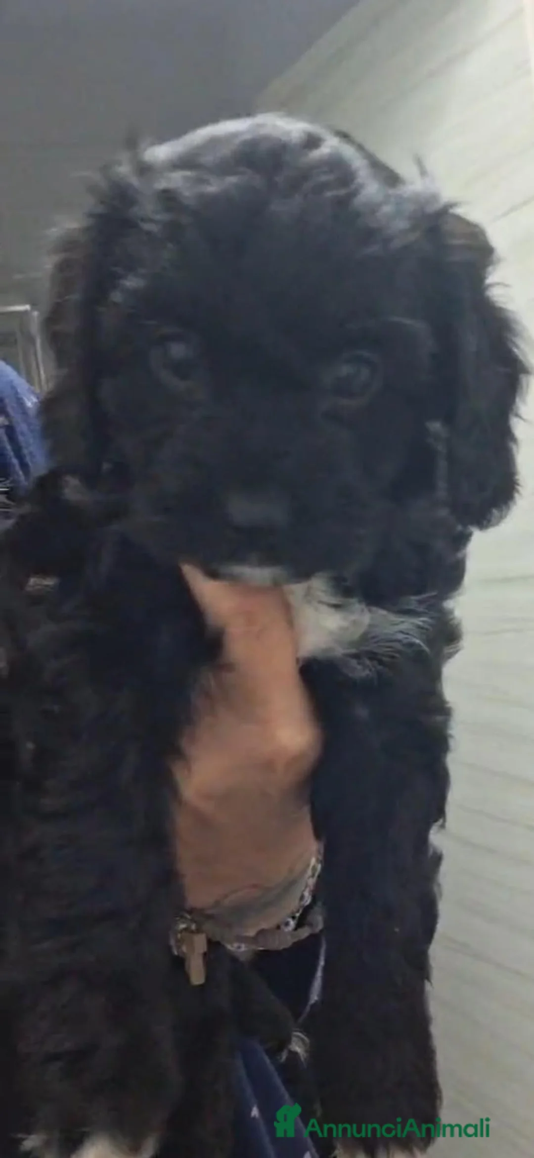 Maltipoo cani in vendita: Cuccioli di maltipo  - Annuncio 1