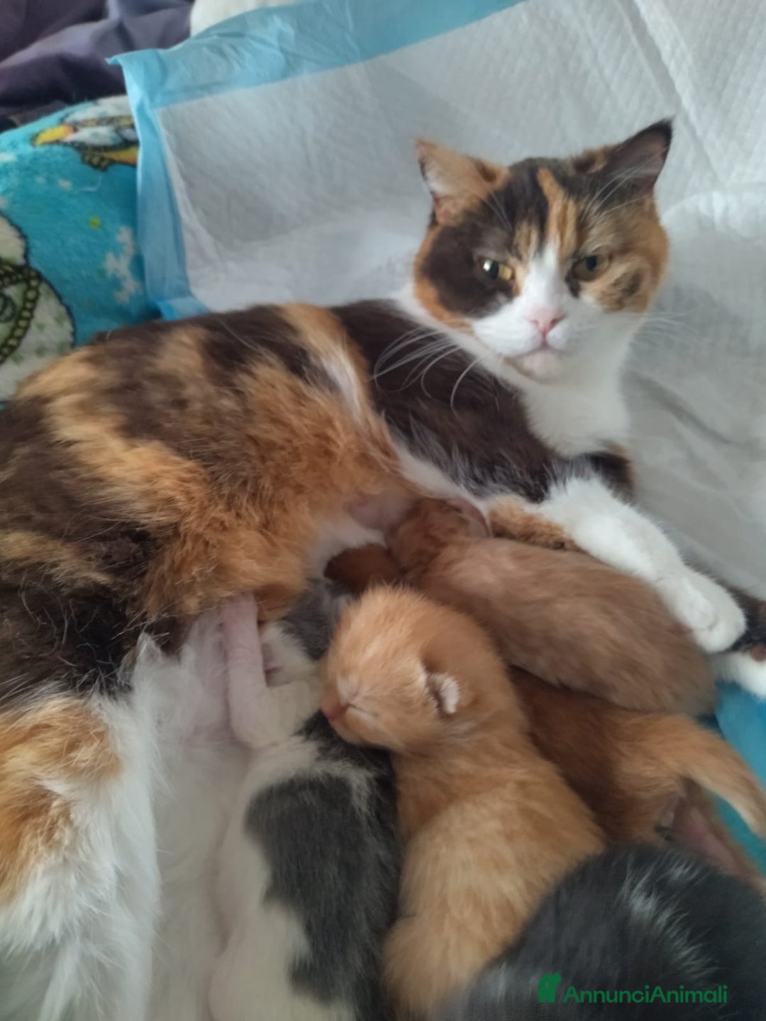 British gatti in vendita: British shorthair  - Annuncio 7