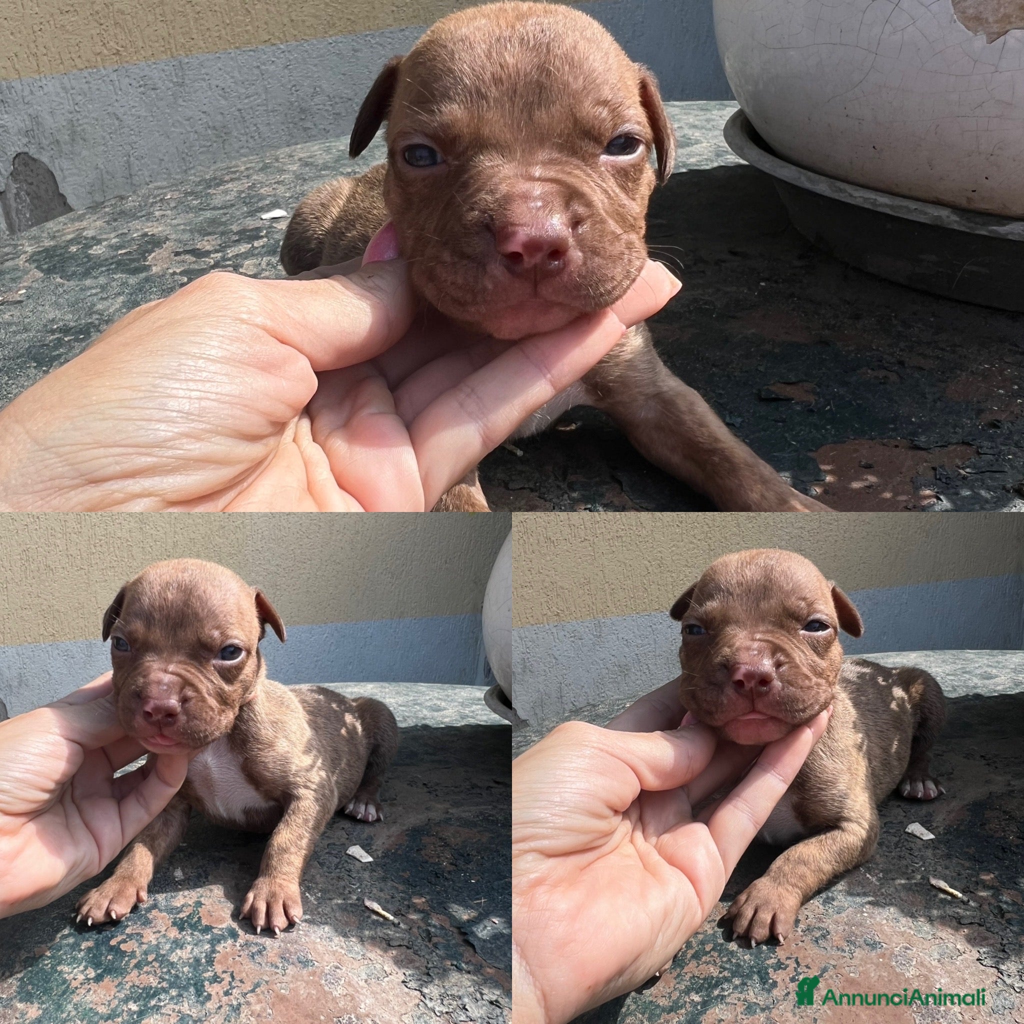 Pitbull cani in vendita: Ultime femmine Pitbull ukc  - Annuncio 11