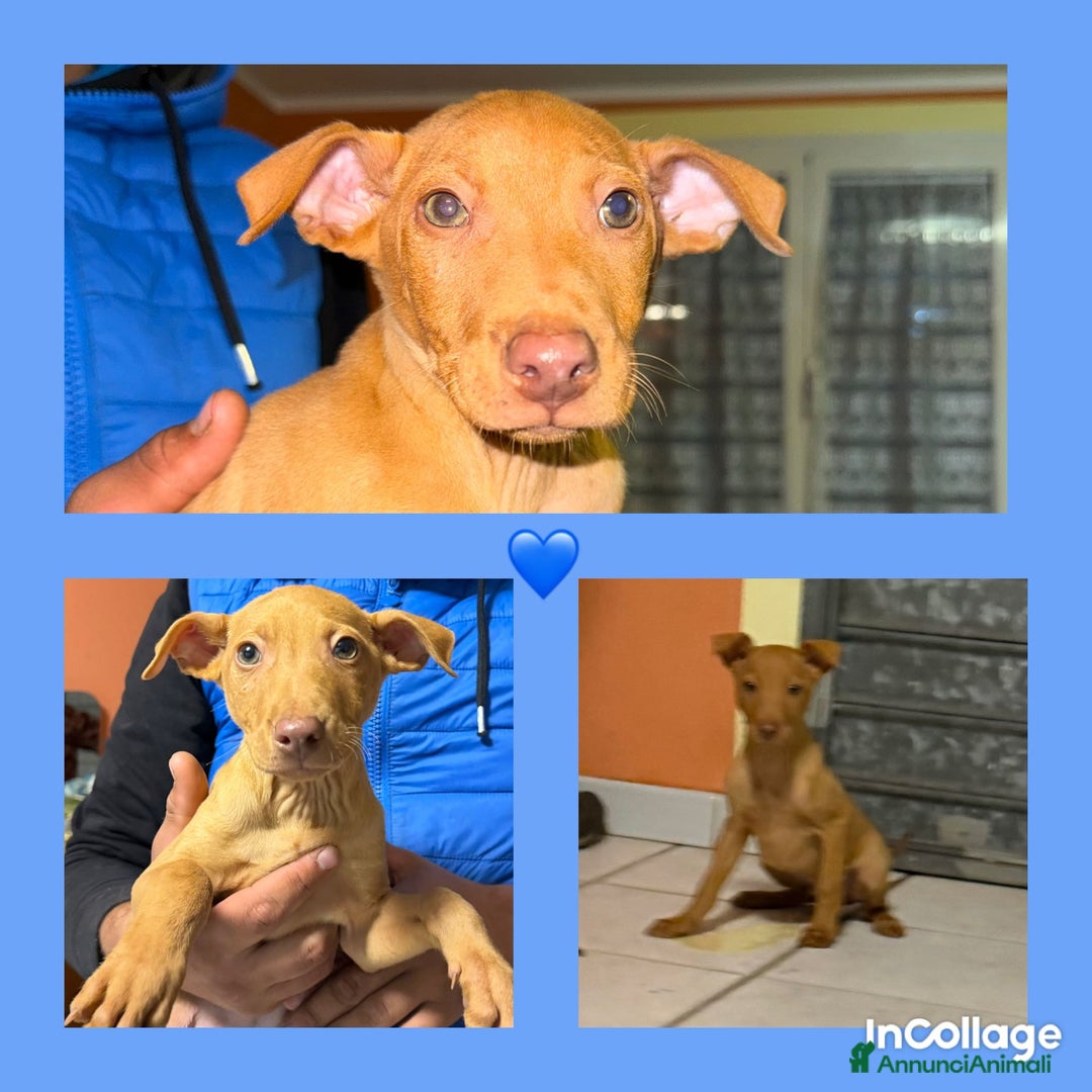 Cirneco dell'Etna cani in vendita: Cirneco dell' etna  - Annuncio 1