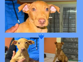 Cirneco dell'Etna cani Cirneco dell' etna - Annuncio 9