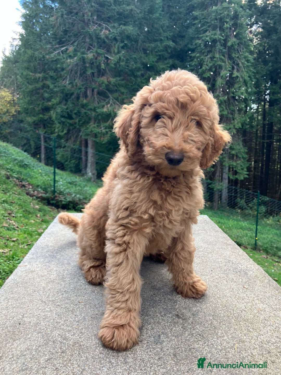 Barbone cani in vendita: Barbone grande mole - Annuncio 1