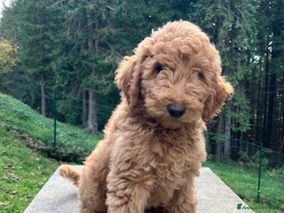 Barbone cani Barbone grande mole - Annuncio 9