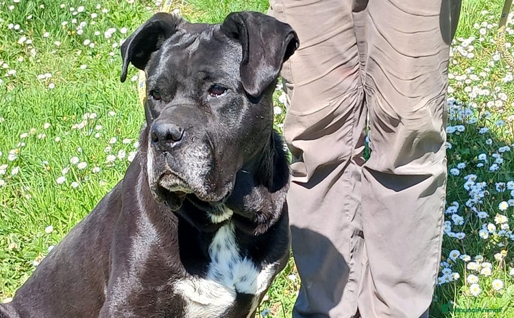Cane Corso cani a Città metropolitana di Roma Capitale - Annuncio 2