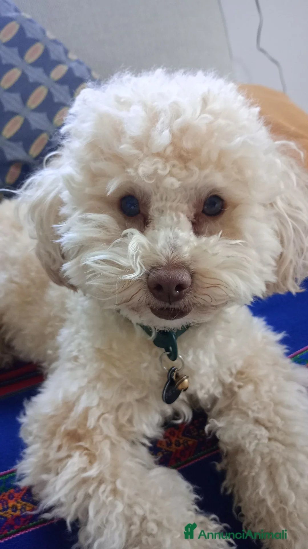 Barboncino Toy cani per accoppiamento: Disponibile barboncino toy per monta a Provincia di Bergamo - Annuncio 1