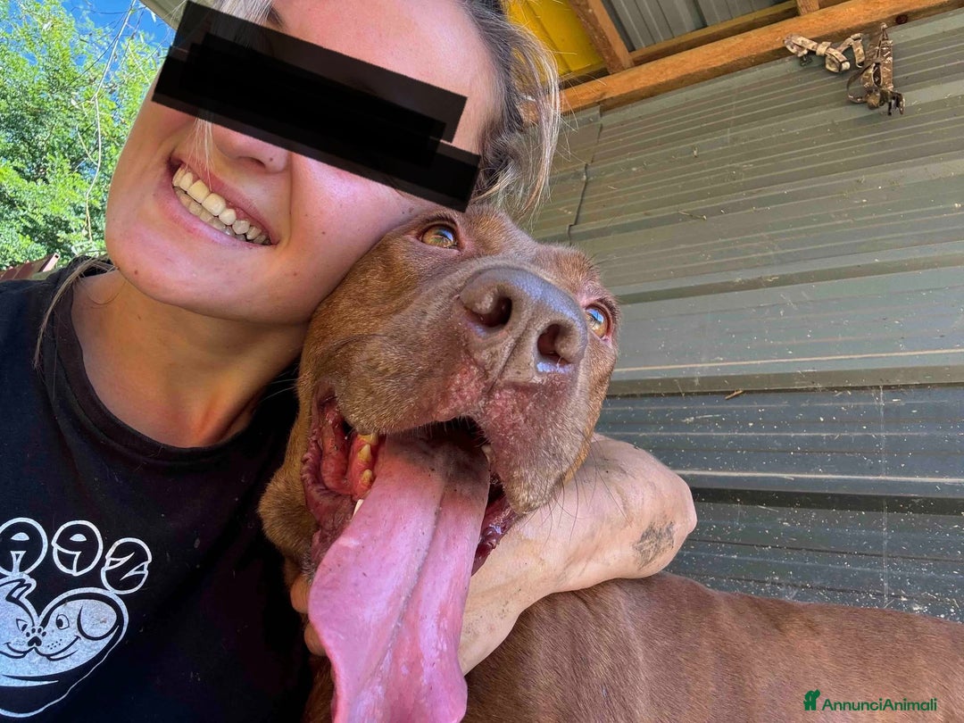 Shar Pei cani in regalo: AFRODITE, bellissima mix PIT - SHARPEI! - Annuncio 8