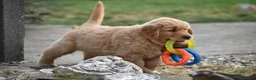 Golden Retriever cani in vendita: Allevamento professionale  cucciolata inglese - Annuncio 15