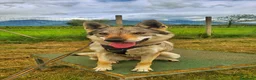 Lupo Cecoslovacco cani in vendita: Lupo Cecoslovacco - Annuncio 3