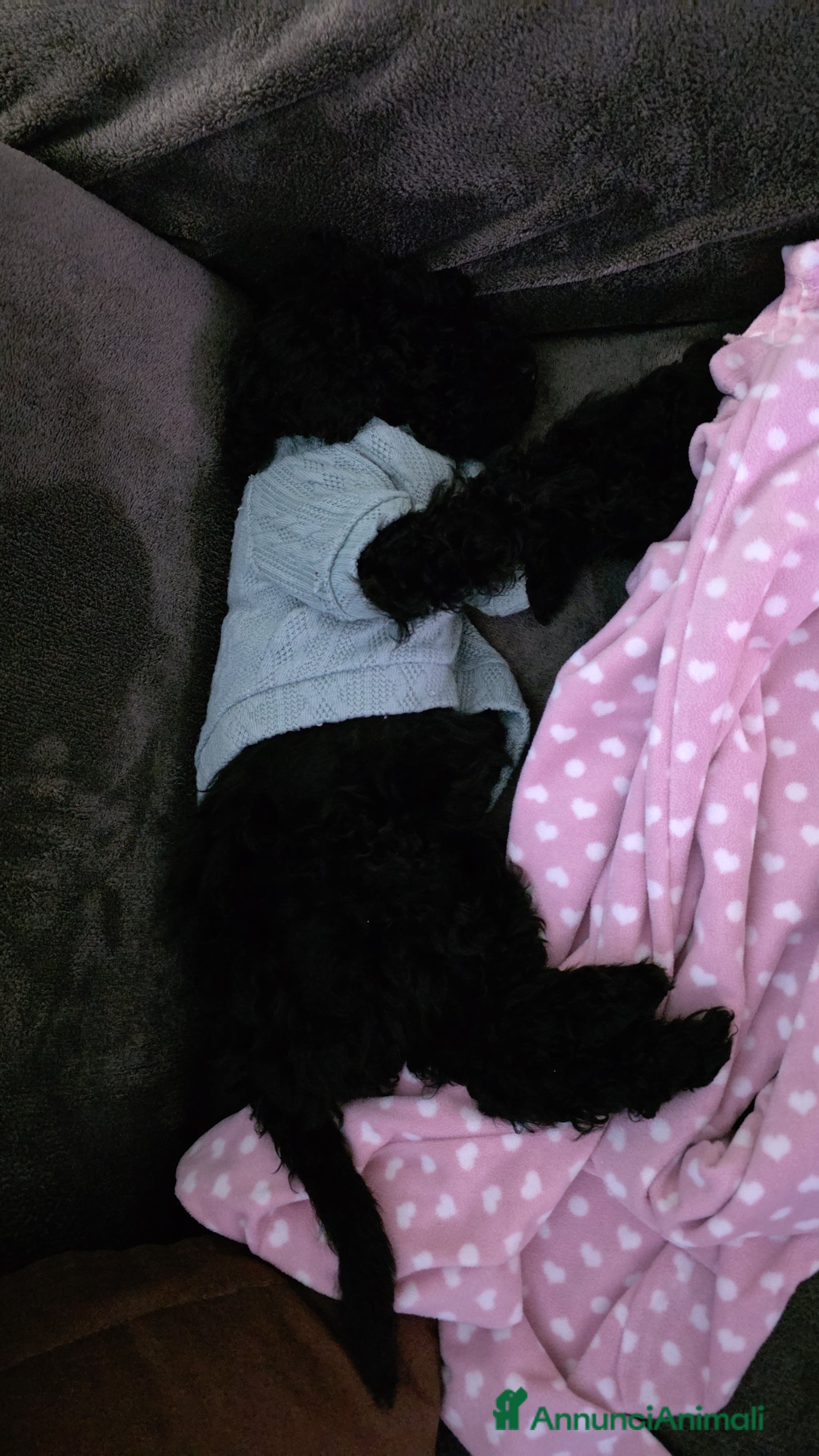 Barboncino cani Vendita Barboncino nano femmina  - Annuncio 8