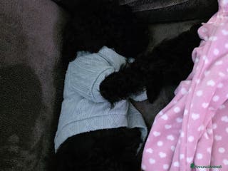 Barboncino cani Vendita Barboncino nano femmina - Annuncio 8