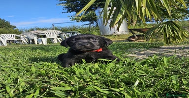 Labrador cani a Città metropolitana di Milano - Annuncio 8