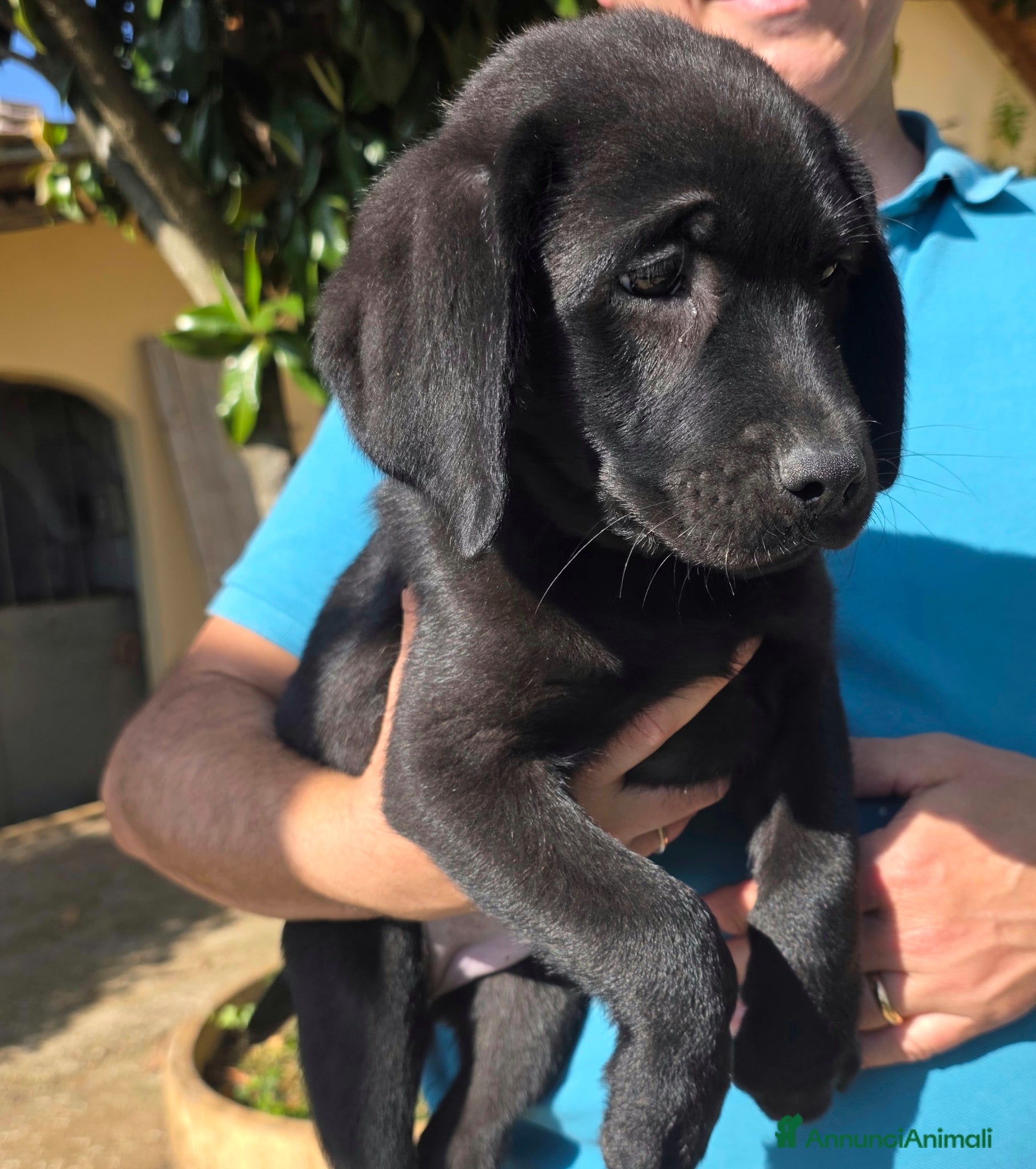Labrador cani Femmina Labrador con pedigree  - Annuncio 1