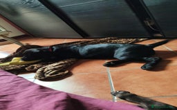 Labrador cani in vendita: Labrador  a Città metropolitana di Roma Capitale - Immagine 4