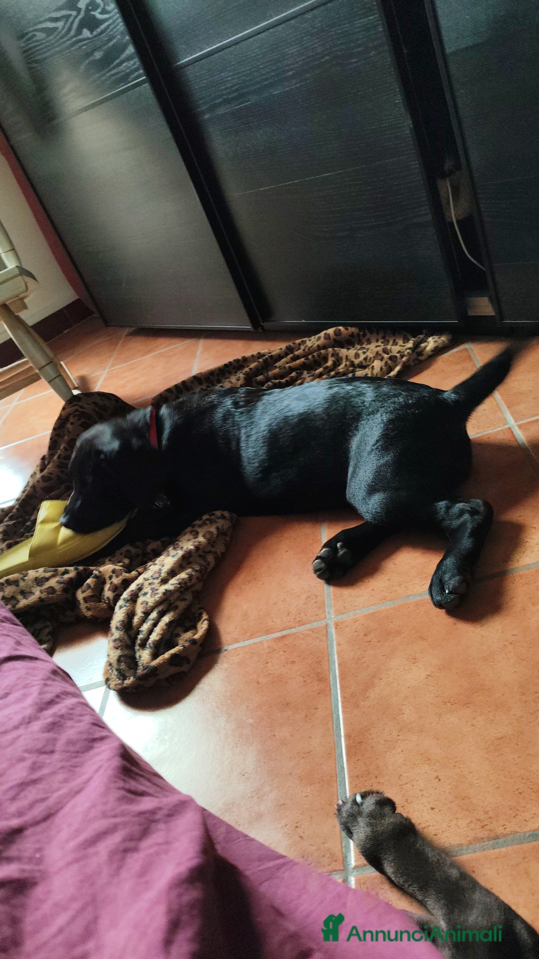 Labrador cani in vendita: Labrador  a Città metropolitana di Roma Capitale - Immagine 4