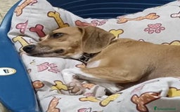 Meticcio cani in regalo: Cagnolina incrocio Beagle  a Provincia di Pavia - Immagine 5
