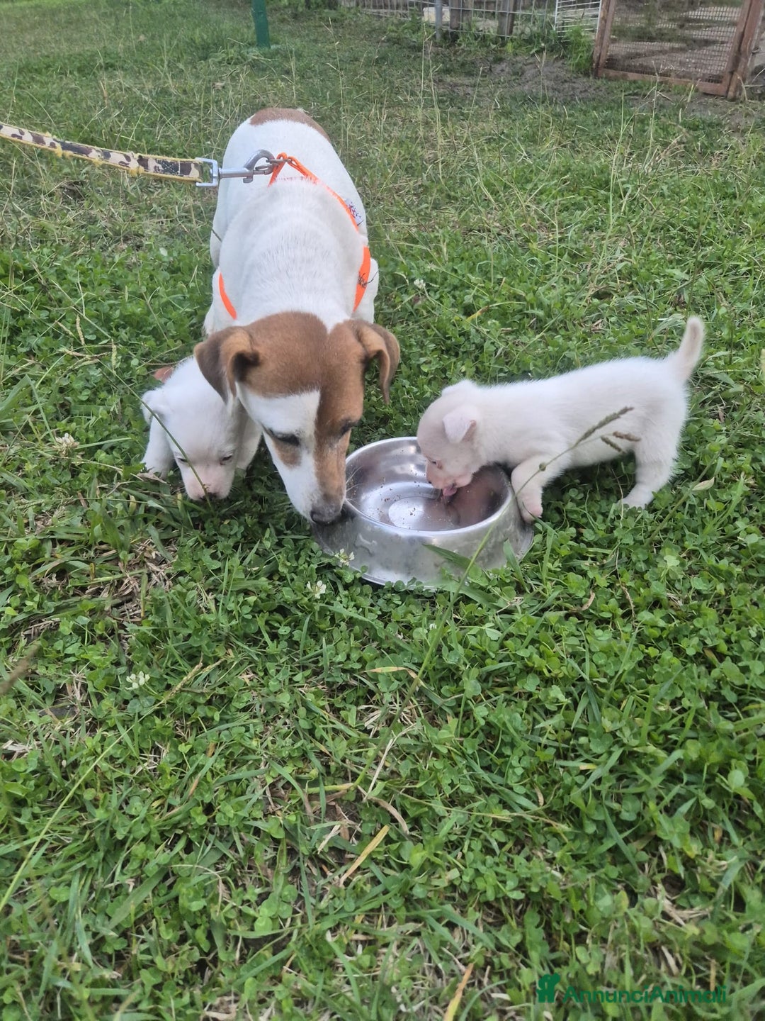 Jack Russell cani in vendita: Cucciolo Jack russel - Annuncio 2