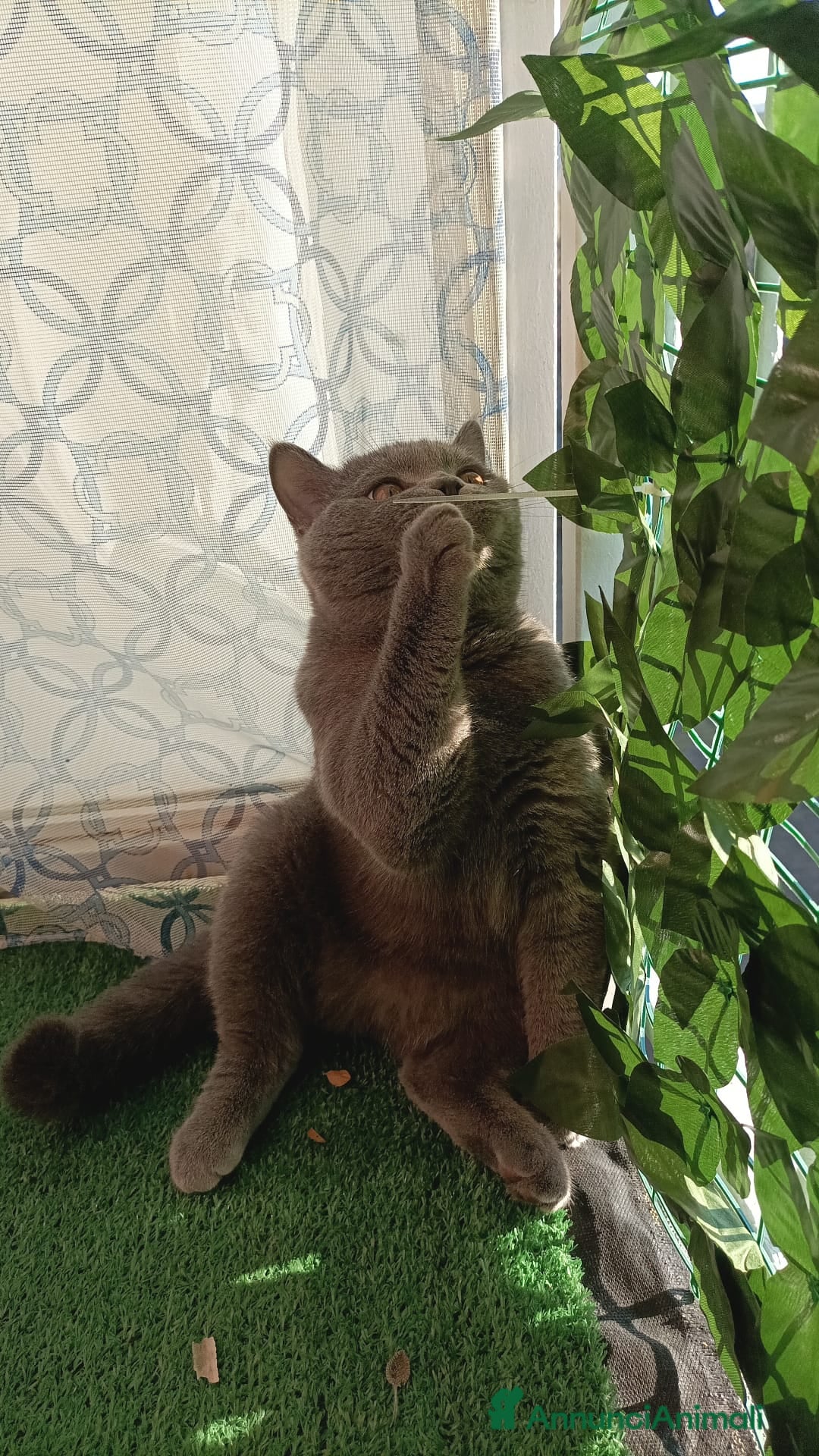 British gatti per accoppiamento: Yiko british shorthair cerca fidanzata  a Città Metropolitana di Milano - Immagine 2