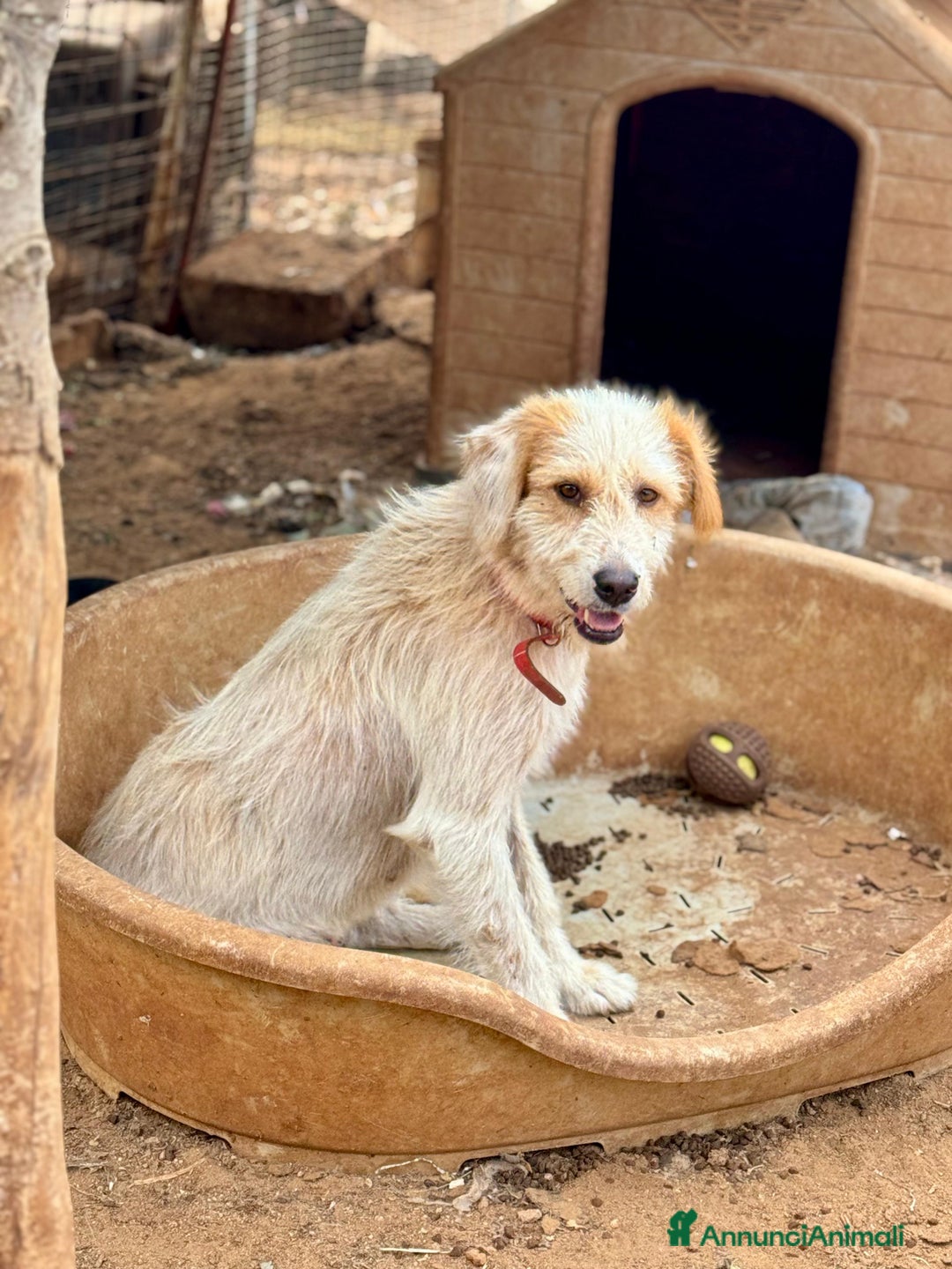 Altre razze cani in regalo: alice - Annuncio 4