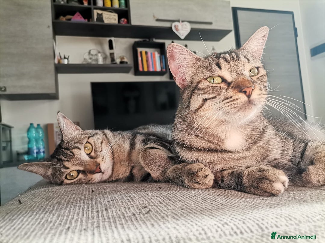Europeo gatti in regalo: Gatti europei fratelli - Annuncio 14