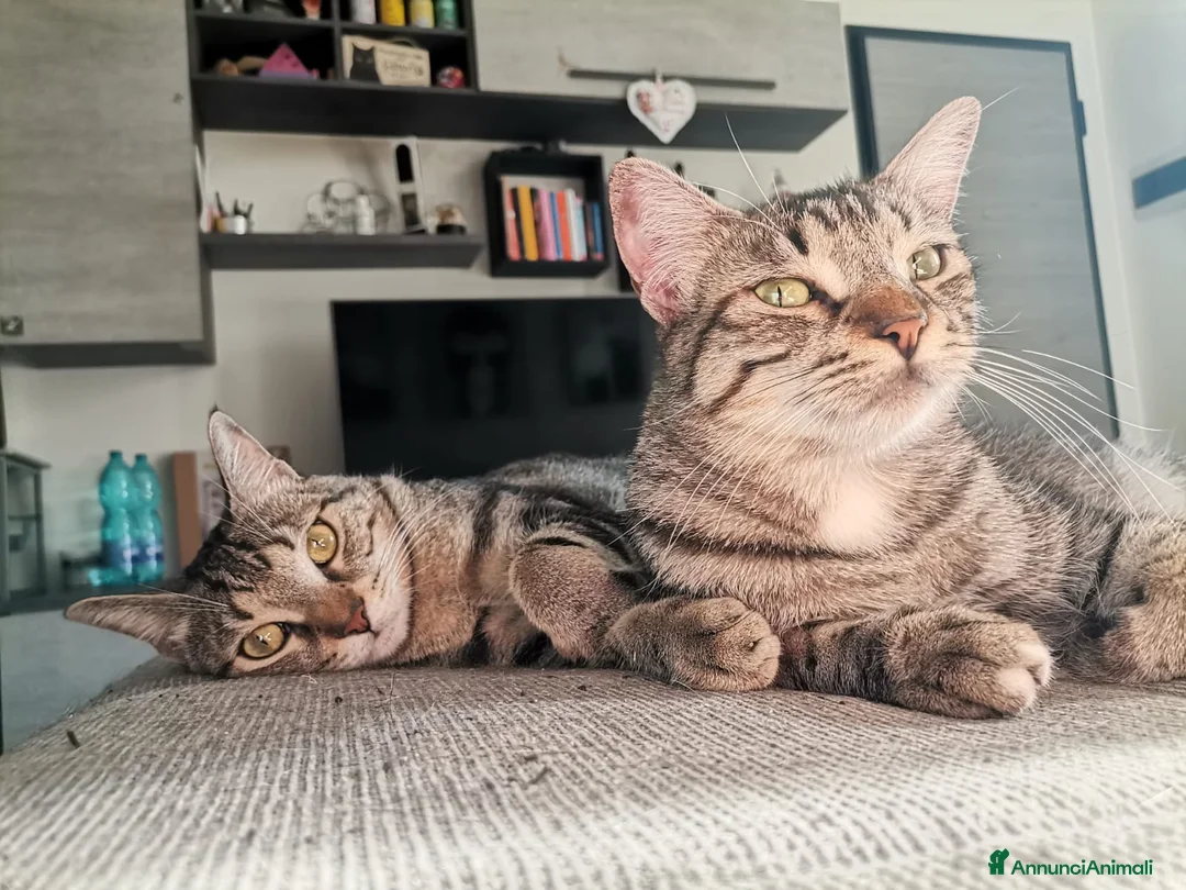 Europeo gatti in regalo: Gatti europei fratelli - Annuncio 14