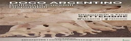 Dogo Argentino cani in vendita: Disponibili cuccioli di Dogo Argentino  - Annuncio 4
