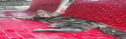 Meticcio gatti in regalo: Gattini fratellini in cerca di casa - Annuncio 8