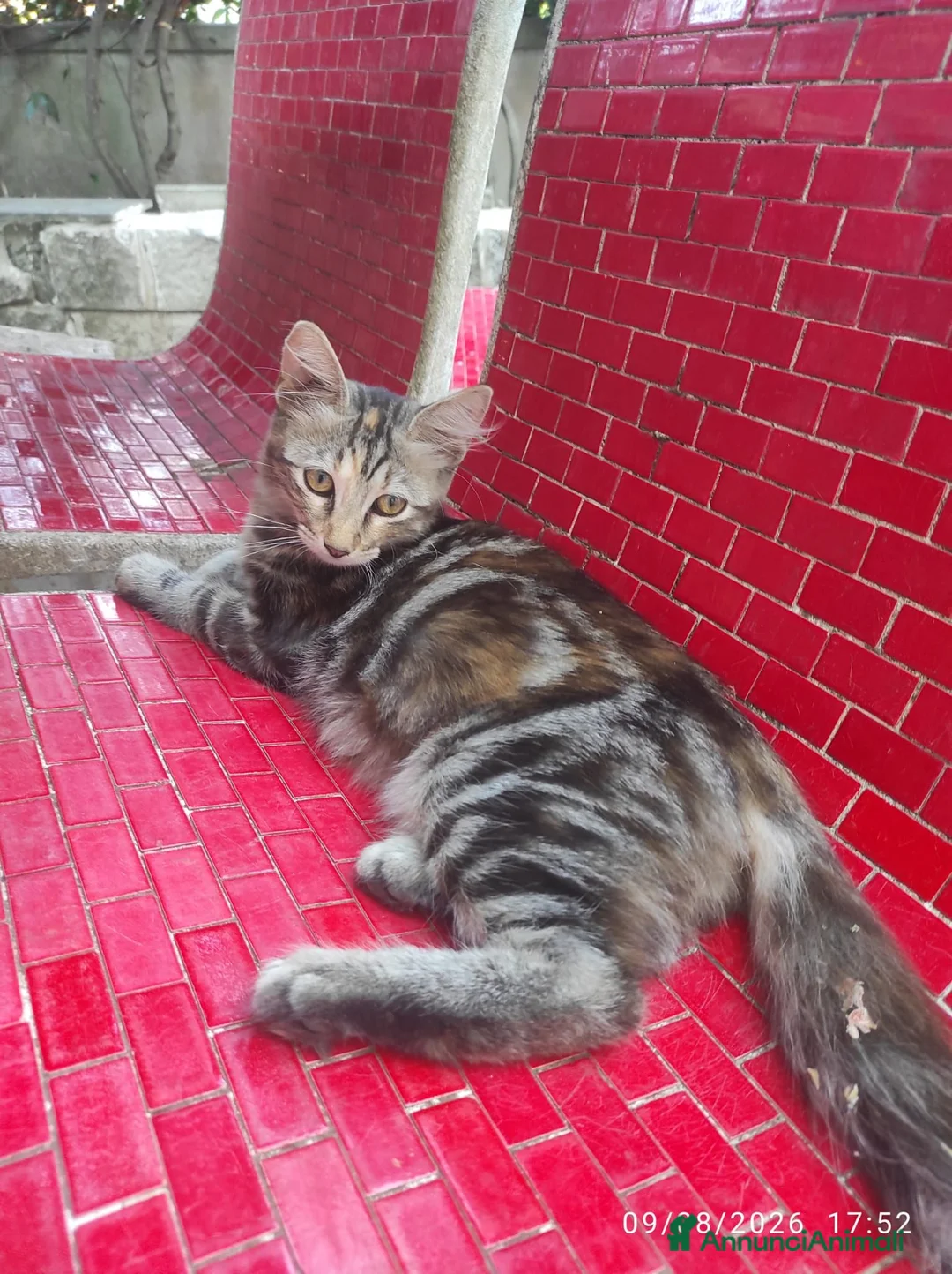 Meticcio gatti in regalo: Gattini fratellini in cerca di casa - Annuncio 8