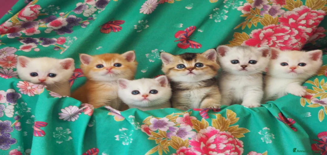 Immagine della galleria {{count}}