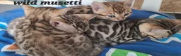 Bengala gatti in vendita: Bengala cuccioli con pedegree a Provincia di Varese - Annuncio 3